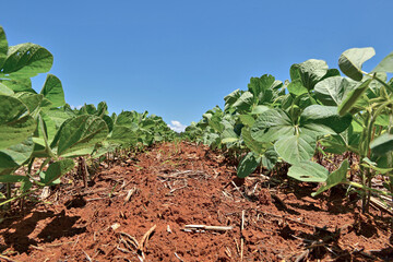 Vista de uma planta de soja ao nivél do solo
