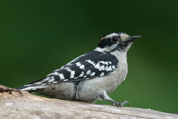 Male Downy Woodpecker.