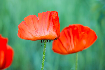 red poppy flower