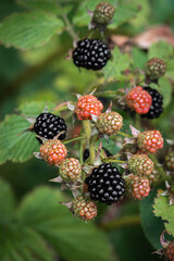a bunch of ripening blackberries on a branch