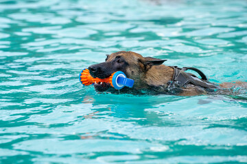 german sepherd puppy dog swimming in the pool wth a toy. Dog in the pool