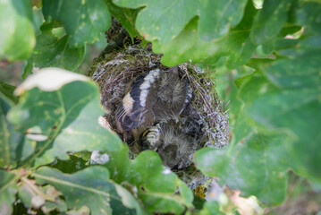 chicks grow up in the nest