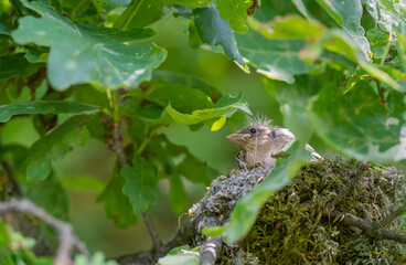 chicks grow up in the nest