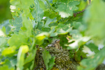 chicks grow up in the nest