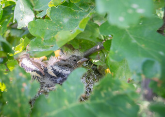 chicks grow up in the nest
