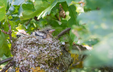 chicks grow up in the nest