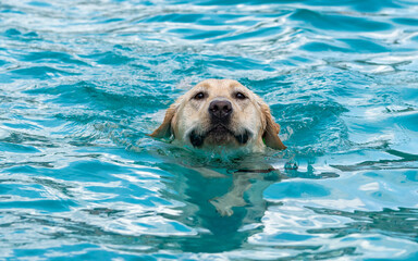 golden retriever dog in the pool