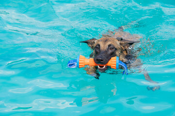 german sepherd puppy dog swimming in the pool wth a toy. Dog in the pool © LDC