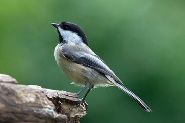 Obraz premium Black-Capped Chickadee, closeup, profile,