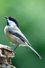 Fototapeta premium Vertical image of a Black-Capped Chickadee perched on the end of a log.