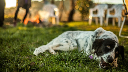 Young black spotted dog playing in the garden at home