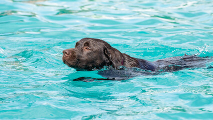 brown labrador swimming in pool