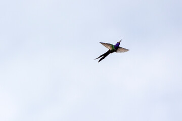 The flight of the Swallow-tailed hummingbird. Its tail resembles scissors. The specie Eupetomena macroura also know the Hummingbird Scissors. Birdwatching. Animal World.
