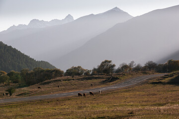 Beautiful landscape with a road, a mountain gorge, a herd of cows and horses. Autumn. Caucasus.