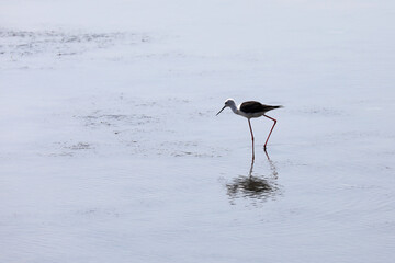 bird knight of italy with long and thin paws on the water