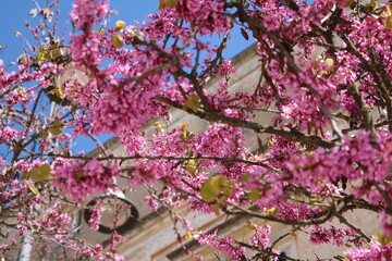 Common Judas Tree is blooming in spring, Italy