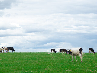 Fototapeta premium cows walk on a green field, the concept of farming and animal husbandry