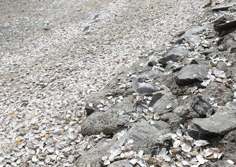 shells of oysters thrown by tourists on Cancale beach in France