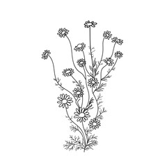 Vector illustration plant chamomile hand line contour on a white background