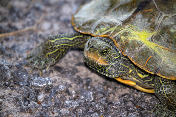 This Blandings turtle is on the endangered species list, as are all of our turtles in Canada
