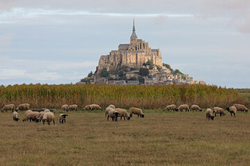 sheep suffolk with black head and the Mont Saint Michel Abbey in background