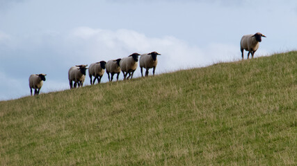 Schafe in der Herde