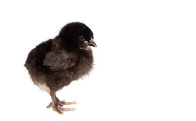 black chick isolated on white background