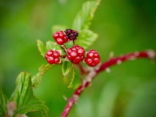 rote Brombeeren 