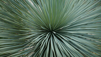 Palmier dans jardin exotique méditerranéen