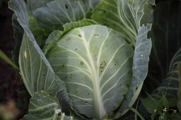 Ripe green white cabbage head with leaves on garden bed