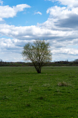 Fototapeta na wymiar a single tree on a green meadow
