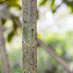 worker ant with leaf