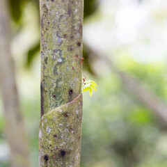 worker ants carrying leaves