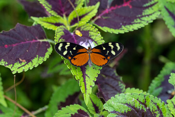 Butterfly, Costa Rica