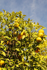 Orange trees at the streets of Cordoba, Spain