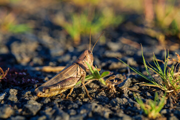 a closeup of a grasshopper sitting on the pavement, grass grows from the asphalt. High-quality photo