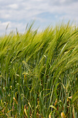Wheat ear in the agricultural field, wheat field green tall ear swaying in the wind
