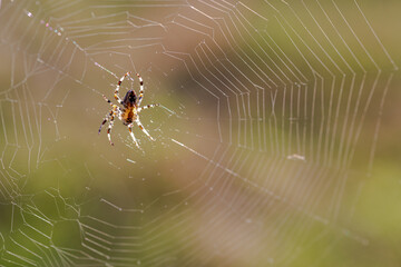 closeup of a spider against a blurred background