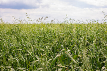 Oat field, plant oats green agricultural field, horizontal photography background rural nature