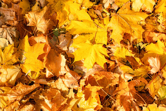 Yellow fallen maple leaves close-up, seasonal autumn photography