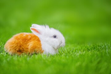 Cute Easter Bunny in the meadow.