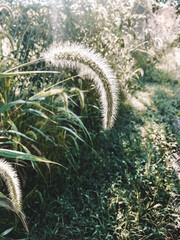 Weeds in the Morning