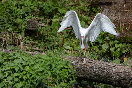 Eurasian Spoonbills are a genus, Platalea, of large, long-legged wading birds.Here in Odense zoo,Denmark,Scandinavia,Europe