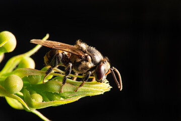 Bee, beautiful details of a small bee seen through a macro lens, selective focus.