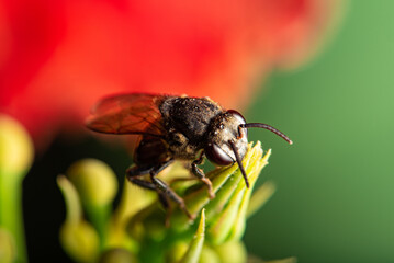 Bee, beautiful details of a small bee seen through a macro lens, selective focus.