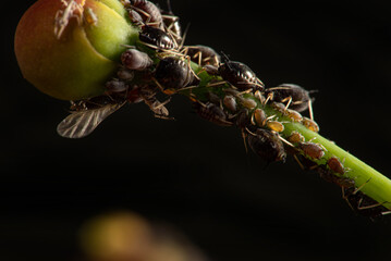 Aphids, beautiful detail of a small colony of aphids seen through a macro lens, selective focus.