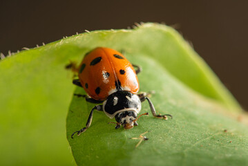 Ladybug, beautiful details of a small ladybug seen through a macro lens, selective focus.