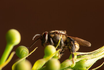 Bee, beautiful details of a small bee seen through a macro lens, selective focus.