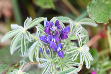 close up of a blue flower