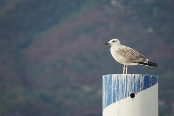 seagull on the pier